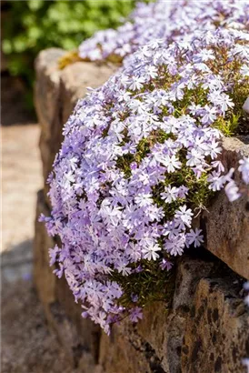 Garten-Teppich-Flammenblume - Phlox subulata 'Emerald Cushion Blue'