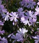 Garten-Teppich-Flammenblume - Phlox subulata 'Emerald Cushion Blue'