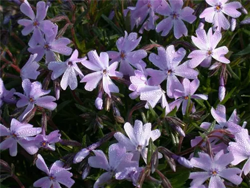 Garten-Teppich-Flammenblume - Phlox subulata 'Emerald Cushion Blue'