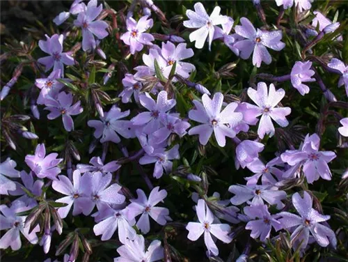 Garten-Teppich-Flammenblume - Phlox subulata 'Emerald Cushion Blue'