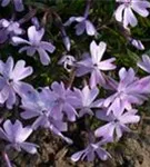 Garten-Teppich-Flammenblume - Phlox subulata 'Emerald Cushion Blue'