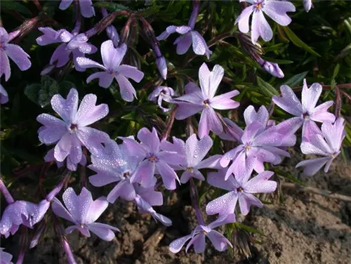 Garten-Teppich-Flammenblume - Phlox subulata 'Emerald Cushion Blue'