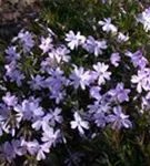 Garten-Teppich-Flammenblume - Phlox subulata 'Emerald Cushion Blue'