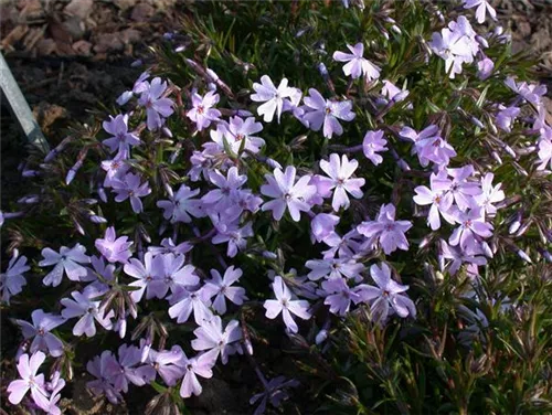 Garten-Teppich-Flammenblume - Phlox subulata 'Emerald Cushion Blue'