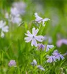 Garten-Teppich-Flammenblume - Phlox subulata 'Emerald Cushion Blue'