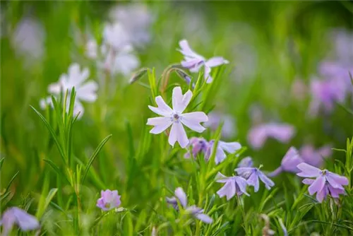 Garten-Teppich-Flammenblume - Phlox subulata 'Emerald Cushion Blue'