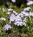 Garten-Teppich-Flammenblume - Phlox subulata 'Emerald Cushion Blue'