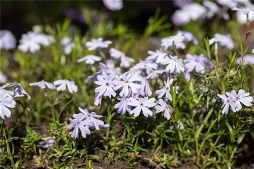 Garten-Teppich-Flammenblume - Phlox subulata 'Emerald Cushion Blue'