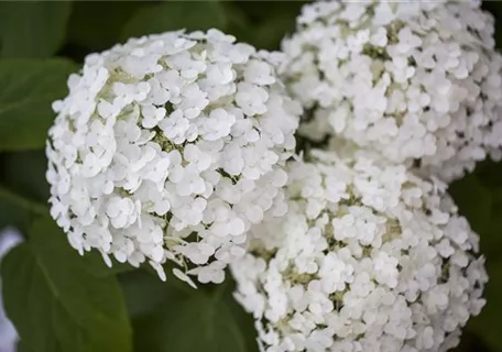 Hydrangea arborescens 'Strong Annabelle' - Ballhortensie 'Strong Annabelle'