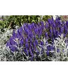 Garten-Blüten-Salbei - Salvia nemorosa 'Merleau Blue' -R-