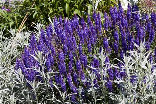 Garten-Blüten-Salbei - Salvia nemorosa 'Merleau Blue' -R-