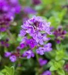 Garten-Thymian - Thymus serpyllum 'Coccineus'