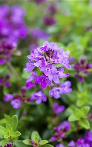 Thymus serpyllum 'Coccineus'