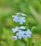 Sumpf-Vergissmeinnicht - Myosotis palustris, violettblau