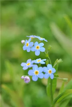 Sumpf-Vergissmeinnicht - Myosotis palustris, violettblau