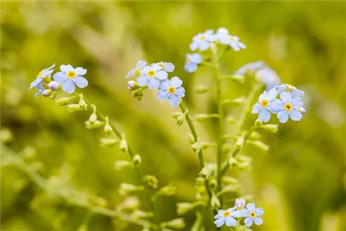 Sumpf-Vergissmeinnicht - Myosotis palustris, violettblau