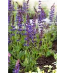 Garten-Blüten-Salbei - Salvia nemorosa 'Ostfriesland'