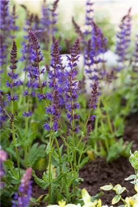 Garten-Blüten-Salbei - Salvia nemorosa 'Ostfriesland'