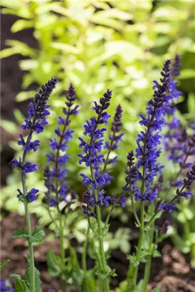 Garten-Blüten-Salbei - Salvia nemorosa 'Ostfriesland'