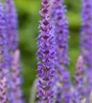 Garten-Blüten-Salbei - Salvia nemorosa 'Ostfriesland'