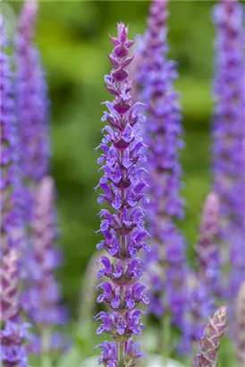 Garten-Blüten-Salbei - Salvia nemorosa 'Ostfriesland'