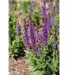 Garten-Blüten-Salbei - Salvia nemorosa 'Blaukönigin'