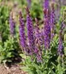 Garten-Blüten-Salbei - Salvia nemorosa 'Ostfriesland'