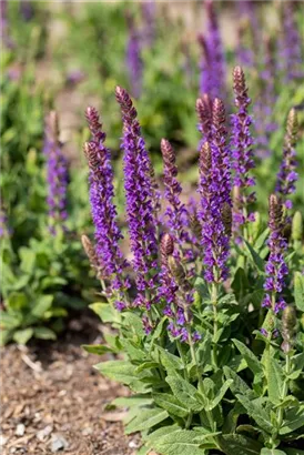 Garten-Blüten-Salbei - Salvia nemorosa 'Blaukönigin'