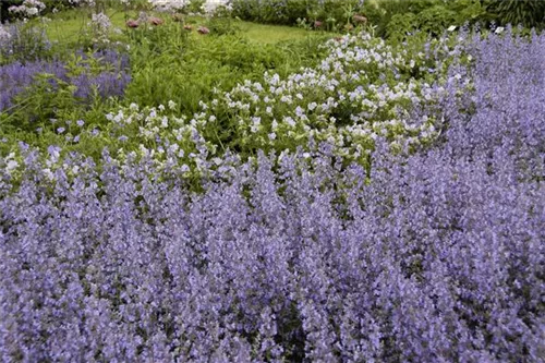 Garten-Blüten-Salbei - Salvia nemorosa 'Tänzerin'