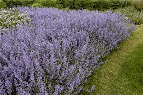 Garten-Blüten-Salbei - Salvia nemorosa 'Tänzerin'