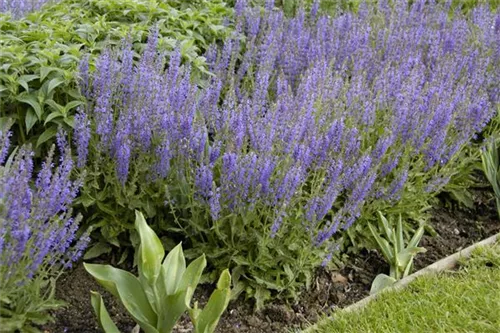 Garten-Blüten-Salbei - Salvia nemorosa 'Tänzerin'