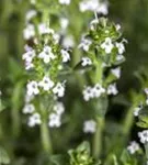 Garten-Thymian - Thymus serpyllum var.albus