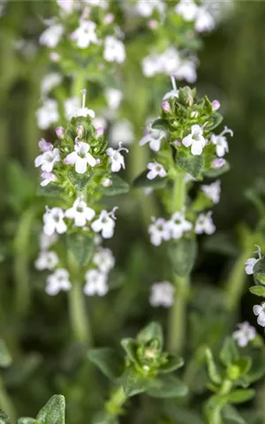 Thymus serpyllum var.albus