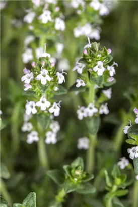 Garten-Thymian - Thymus serpyllum var.albus