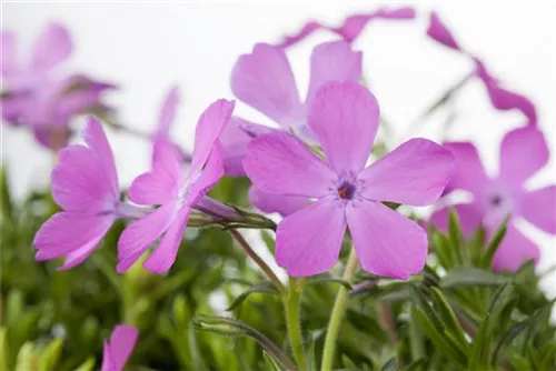 Garten-Teppich-Flammenblume - Phlox subulata 'Ronsdorfer Schöne'