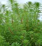 Quirlblättriges Tausendblatt - Myriophyllum verticillatum