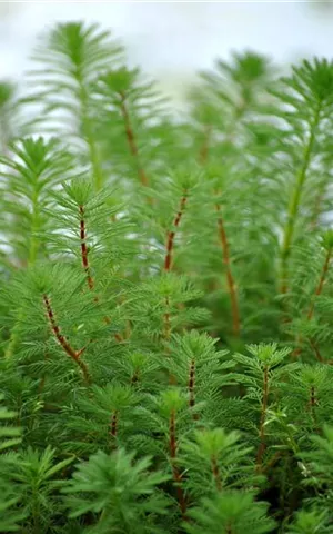 Myriophyllum verticillatum