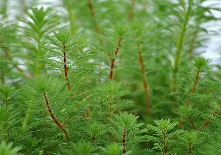 Myriophyllum verticillatum - Quirlblättriges Tausendblatt