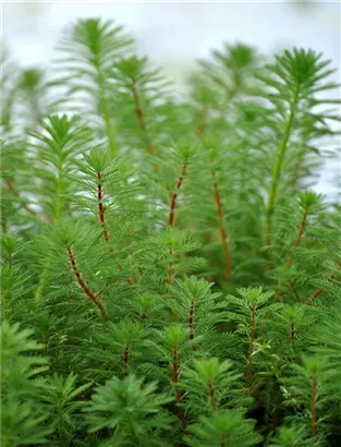 Quirlblättriges Tausendblatt - Myriophyllum verticillatum