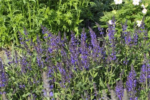 Garten-Blüten-Salbei - Salvia nemorosa 'Viola Klose'