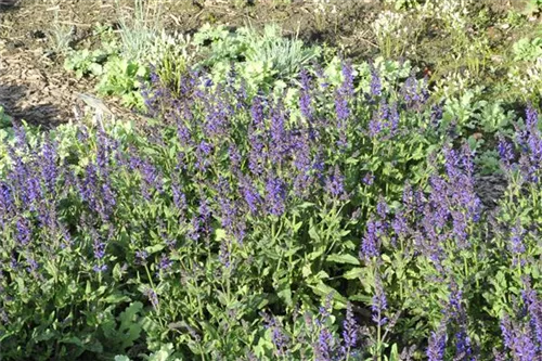 Garten-Blüten-Salbei - Salvia nemorosa 'Viola Klose'