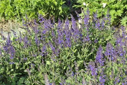 Garten-Blüten-Salbei - Salvia nemorosa 'Viola Klose'