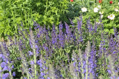 Garten-Blüten-Salbei - Salvia nemorosa 'Viola Klose'