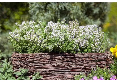 Thymus vulgaris 'Compactus' - Gedrungener Garten-Thymian