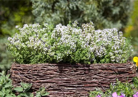 Thymus vulgaris - Echter Thymian, Quendel