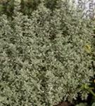 Orangenthymian - Thymus vulgaris var.fragrantissimus