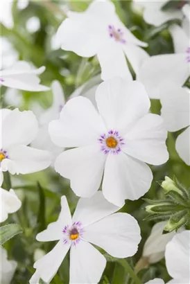 Garten-Teppich-Flammenblume - Phlox subulata 'White Delight'