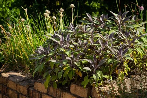 Garten-Salbei - Salvia officinalis 'Purpurascens'