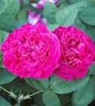 Strauchrose 'Rose de Resht' - Rosa 'Rose de Resht' STR IV