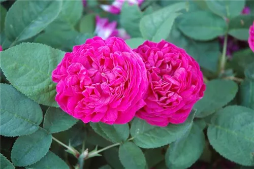 Strauchrose 'Rose de Resht' - Rosa 'Rose de Resht' STR IV